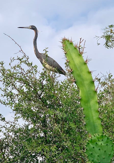 Heron