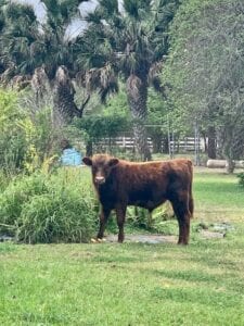 Cow Cow